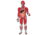 Показать информацию о Мускульное тело человека - 30 частей - 0,5X 1шт.
